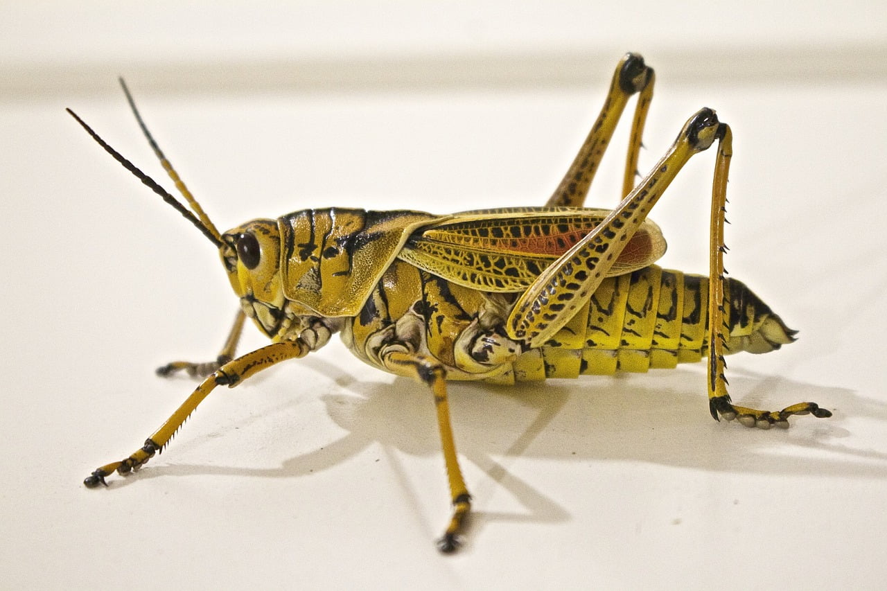 What Are Locusts And Why Are They Deadly?
