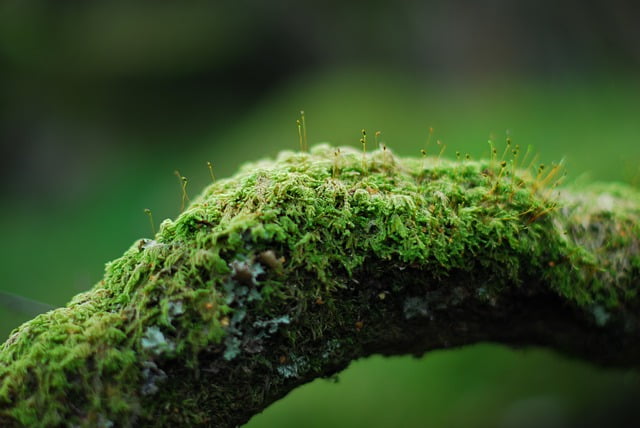 What are lichens?