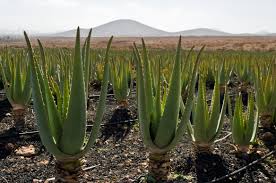 How Does Aloe Vera Affect The Body?