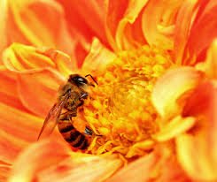 How Does A Honeybee Make Honey?