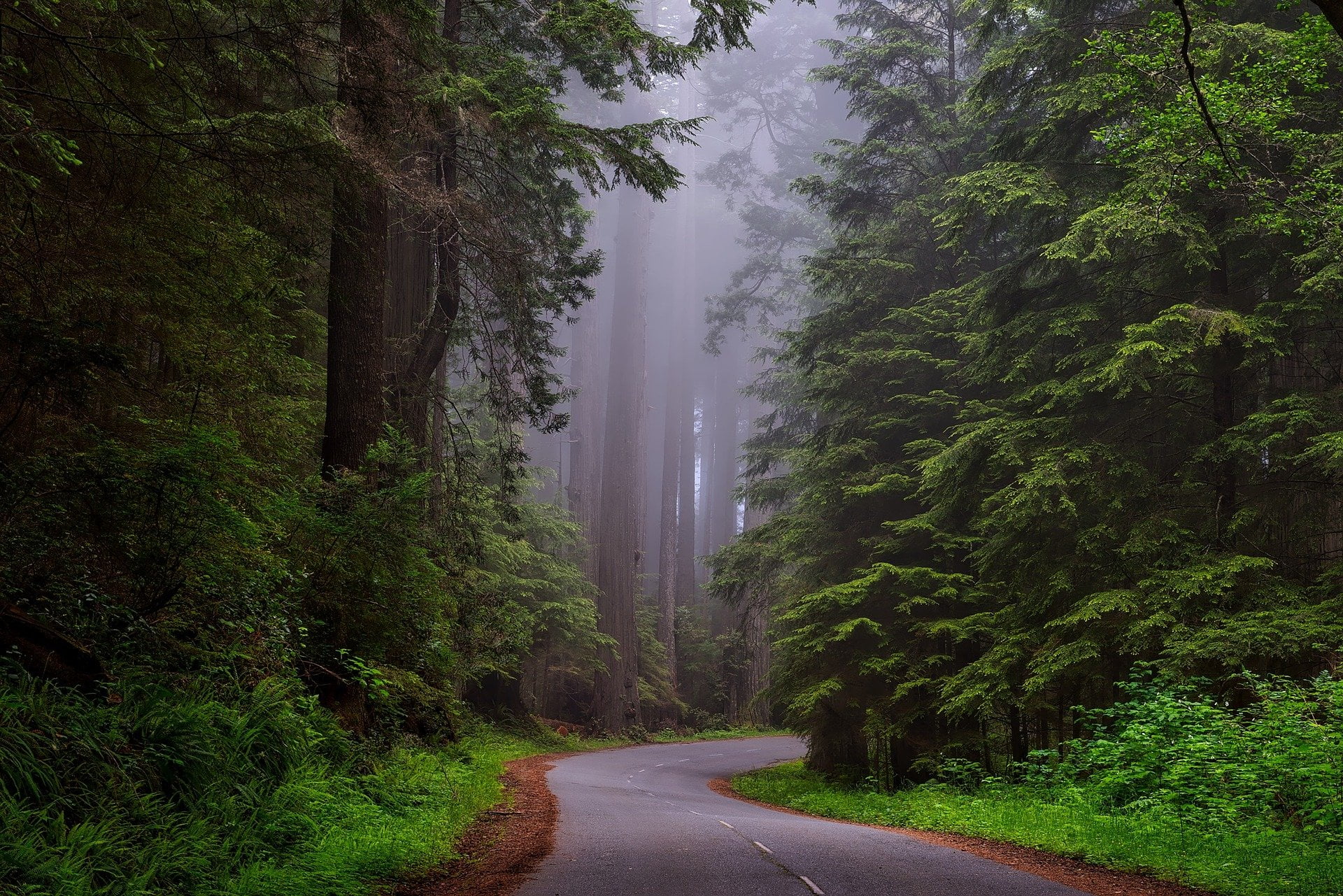 Is It Worth Going To Redwood National Park?