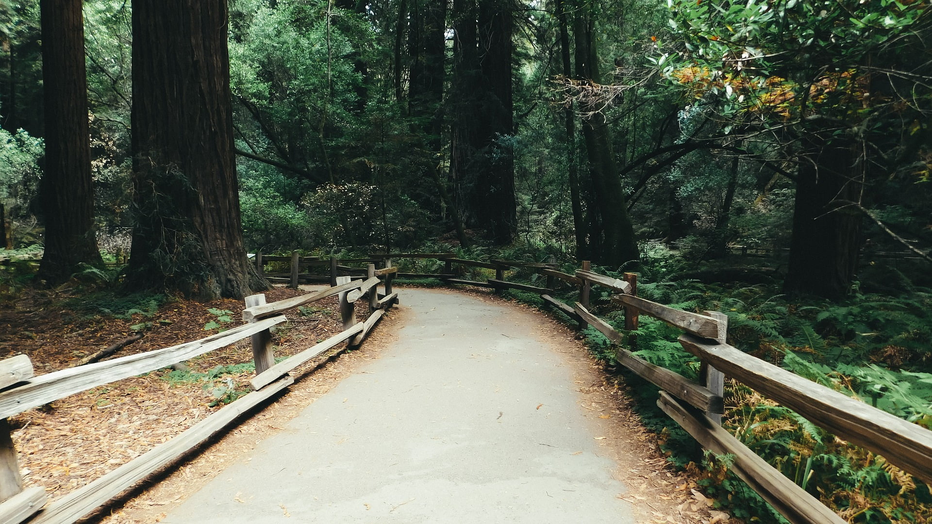 How To Spend A Perfect Day in Muir Woods